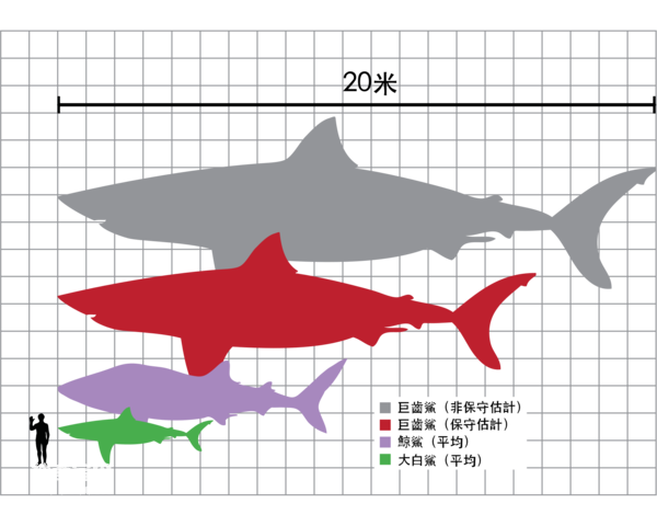 世界十大长相怪异的鲨鱼