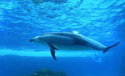 太平洋斑纹海豚