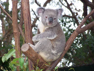澳大利亚那些可爱的小动物们