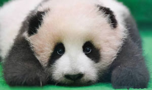 因支付不起熊猫的“伙食费”，马来西亚想申请退货