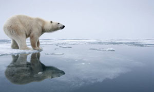 为什么北极熊不住在南极洲