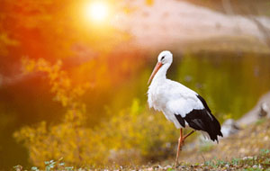 鸟类中的寿星公,地球寿命最长的两种鸟类
