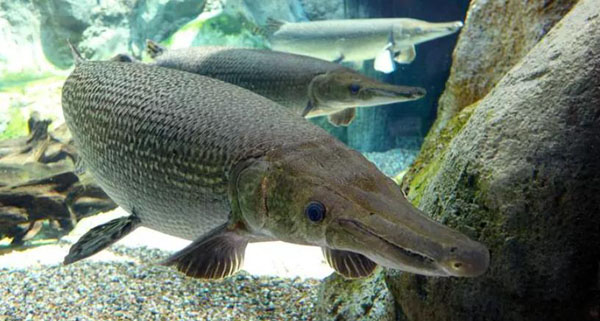 河南汝州巨型怪鱼系高危外来生物,抽干湖水也要抓住它