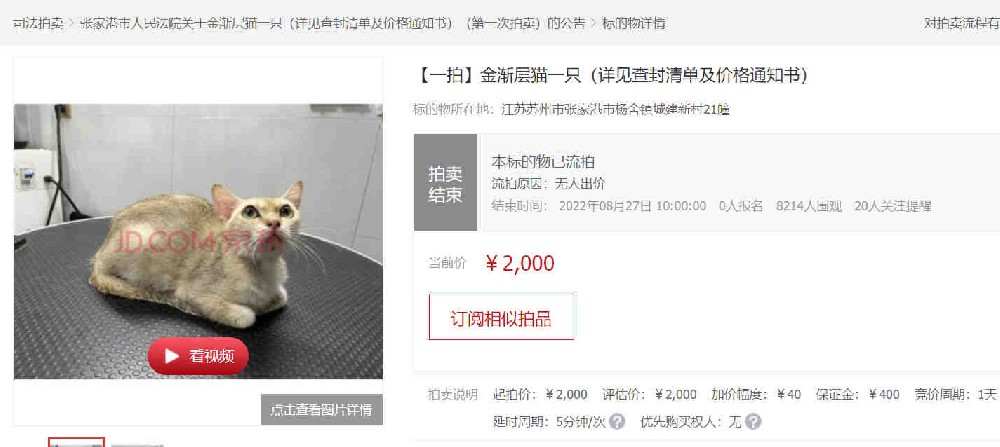 主人欠债 小猫咪被迫卖身：江苏一男子因欠钱不还 其宠物猫遭法拍
