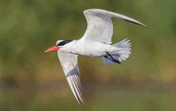 ”神话之鸟“现身停留胶州湾 全球总数约100只