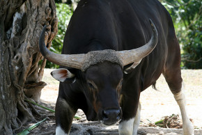 爪哇野牛