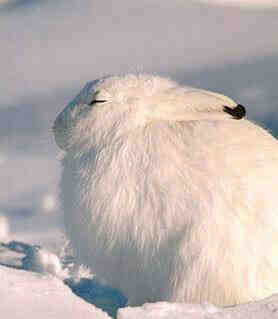 雪兔