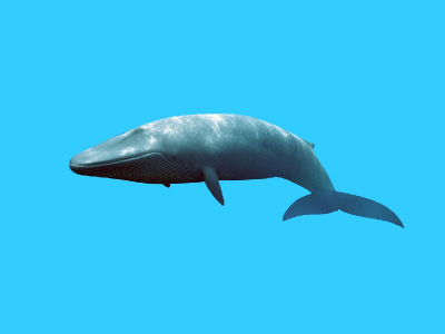 角岛鲸