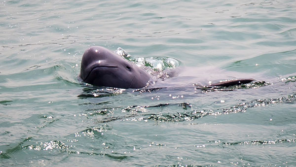 江西鄱阳湖滩边发现江豚尸体，据悉今年已有多头江豚死亡