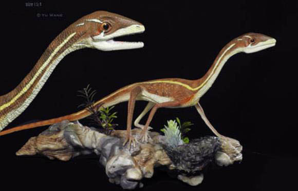 振宇梳齿龙的演化及最新发现