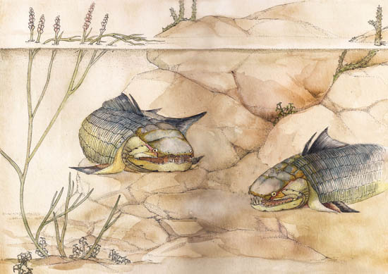 短耳褶纹鱼的分类及演化