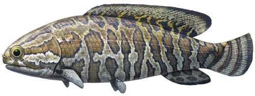 三叠纪长背鳍阜康鱼的发现与演化
