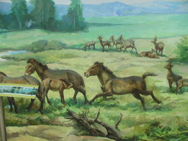 马的历史演变和进化过程