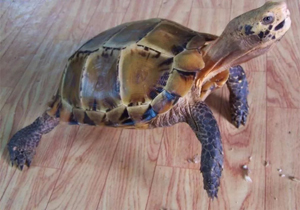 凹甲陆龟