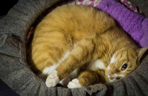 怎么训练小猫睡猫窝