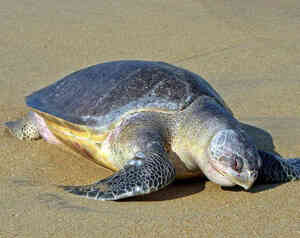 太平洋丽龟