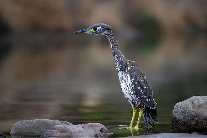 海南鳽