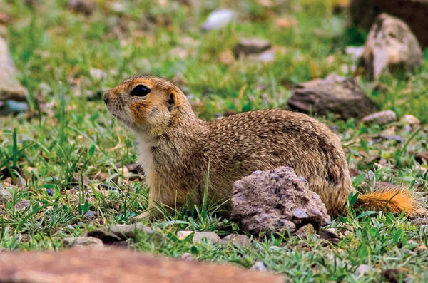 赤颊黄鼠