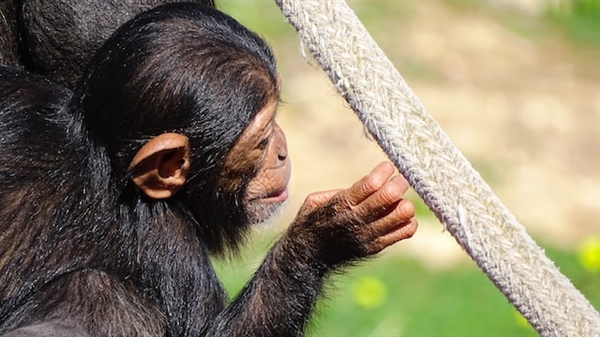 山东动物园黑猩猩一天一棵大葱三四瓣蒜