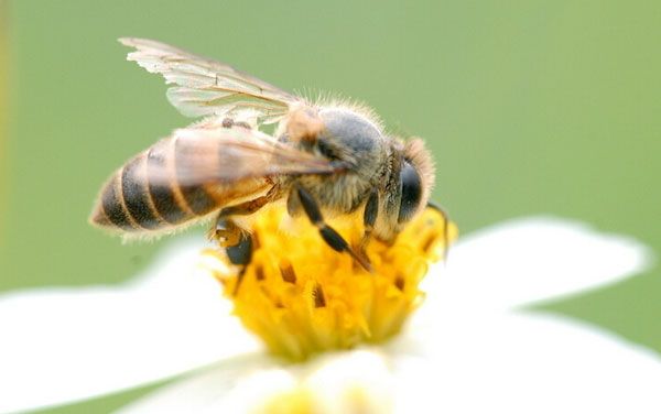 蜜蜂不仅是“学霸”，还是窃听高手