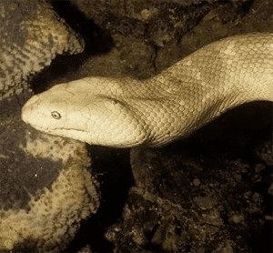 棘鳞海蛇