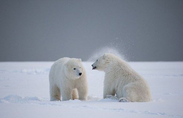 北极熊的30个小知识