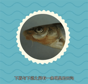 拉萨裂腹鱼