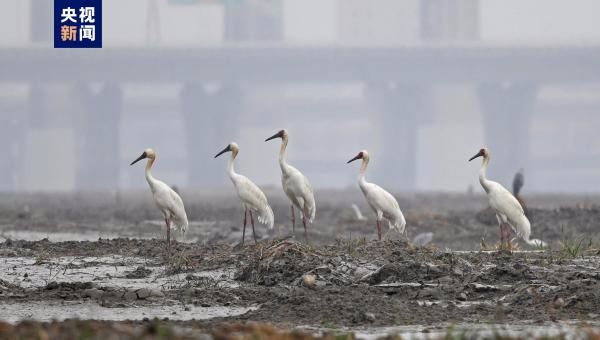 福建泉州发现5只“鸟类活化石”白鹤，数量刷新纪录