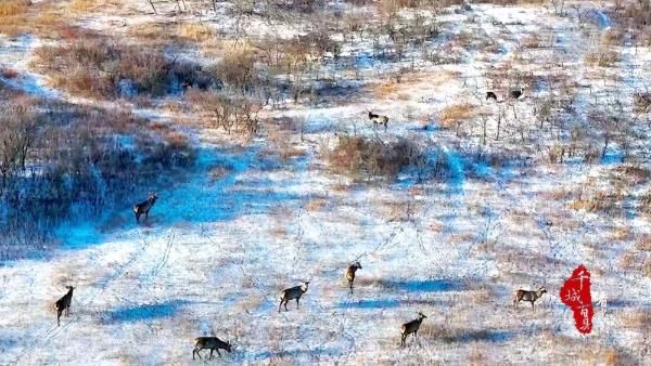 内蒙白音锡勒草原出现成群的马鹿，生态环境持续改善