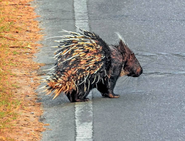 马来豪猪