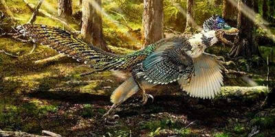 八种长有羽毛的恐龙_哪些恐龙是可能长羽毛