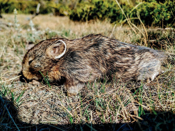 草原鼠兔