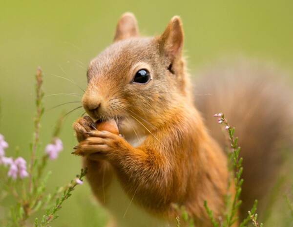 Sciuridae