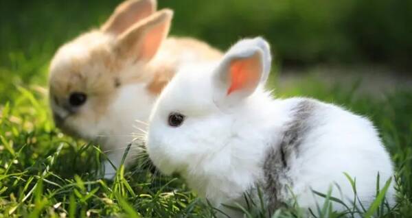 小白兔的种类有哪些