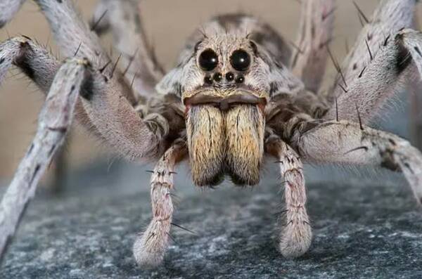 地球上最大的蜘蛛