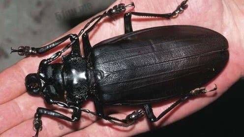 地球上最大的昆虫泰坦甲虫