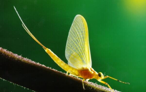 地球上寿命最短的昆虫