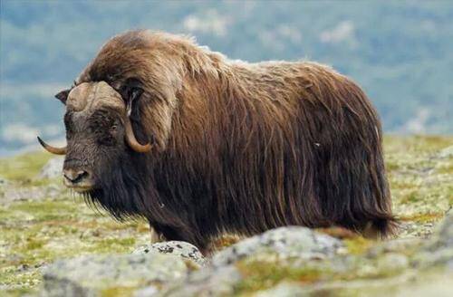 地球上毛发最长的动物