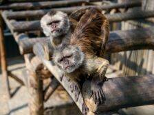 棕帽卷尾猴