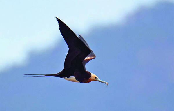 地球上捕食俯冲速度最快的鸟