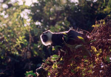 花斑疣猴