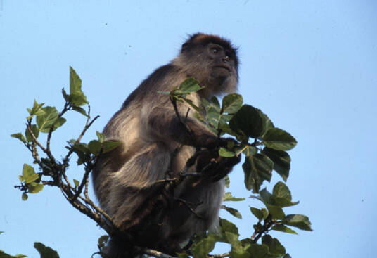 尼日尔三角洲红疣猴