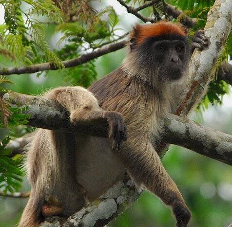 乌斯塔莱红疣猴