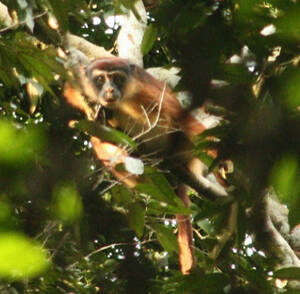 楚阿帕河红疣猴