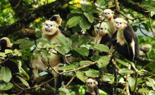 越南金丝猴