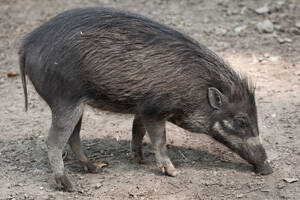 米沙鄢野猪