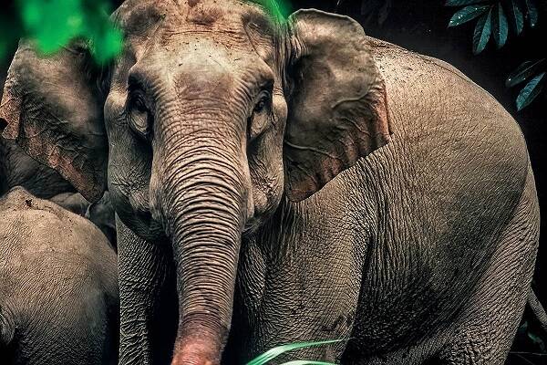大象的起源及其进化历史
