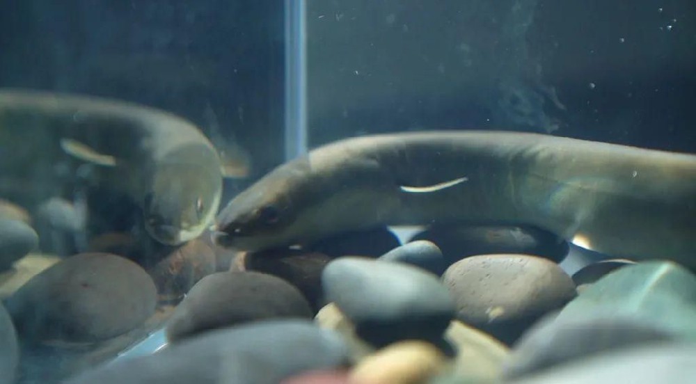消失20多年的鳗鲡鱼重现赤水河