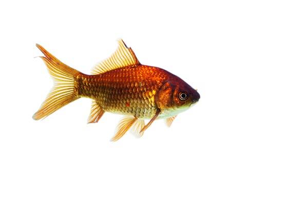 金鱼的起源及其进化历史