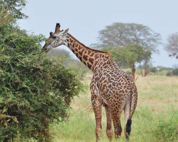 长颈鹿的起源及其进化历史
